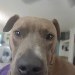 aelizabethreese avatar