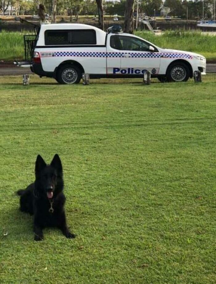 This Is Griffen, He Is A Very Good Boy. Two Weeks Ago He Tracked And Caught The Scum Bag That Attacked And Attempted To Abduct A Young Woman. Despite Getting A Kick To The Head, P.d. Griffen Did His Job