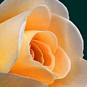 petitfrerecgs3 avatar