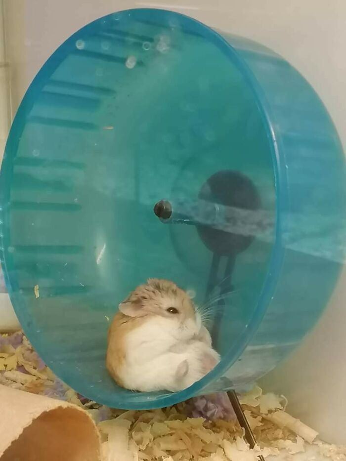 My Hamster Is Chillin' After Hard Work Day