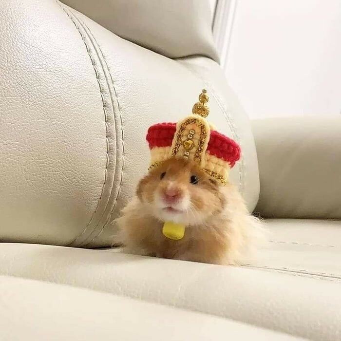 Brown hamster with kings crown
