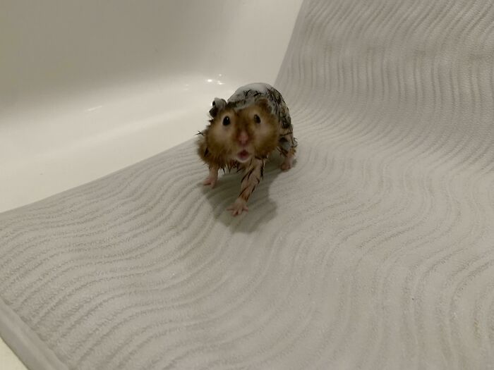 Leopold Isn’t A Fan Of The Foam Bath Treatment