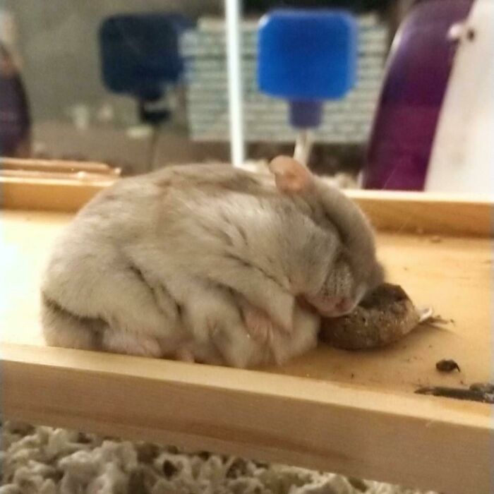 White hamster sleeping on his treat