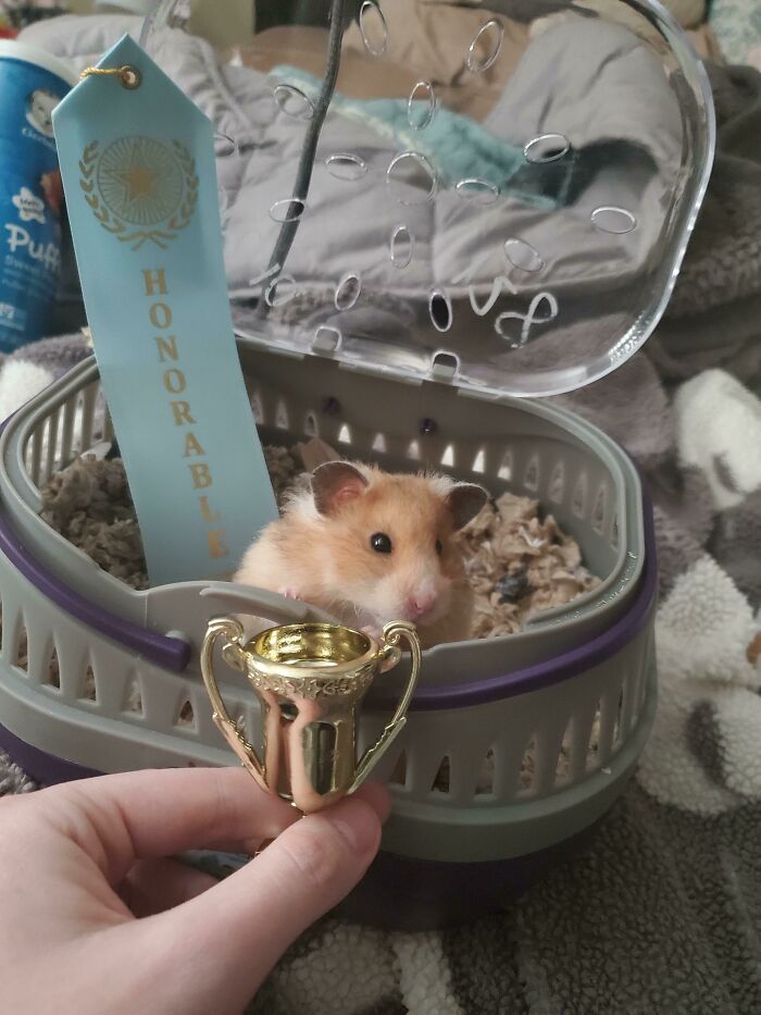 Showed Homunculus Today In A Hamster Show Put On By The California Hamster Association