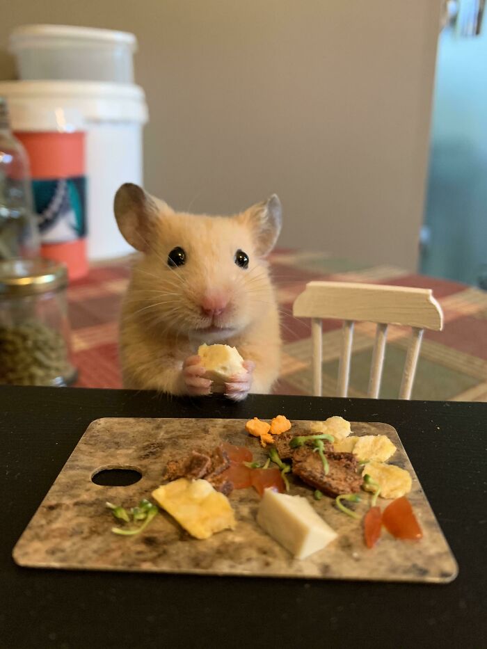 Brown hamster eats mango