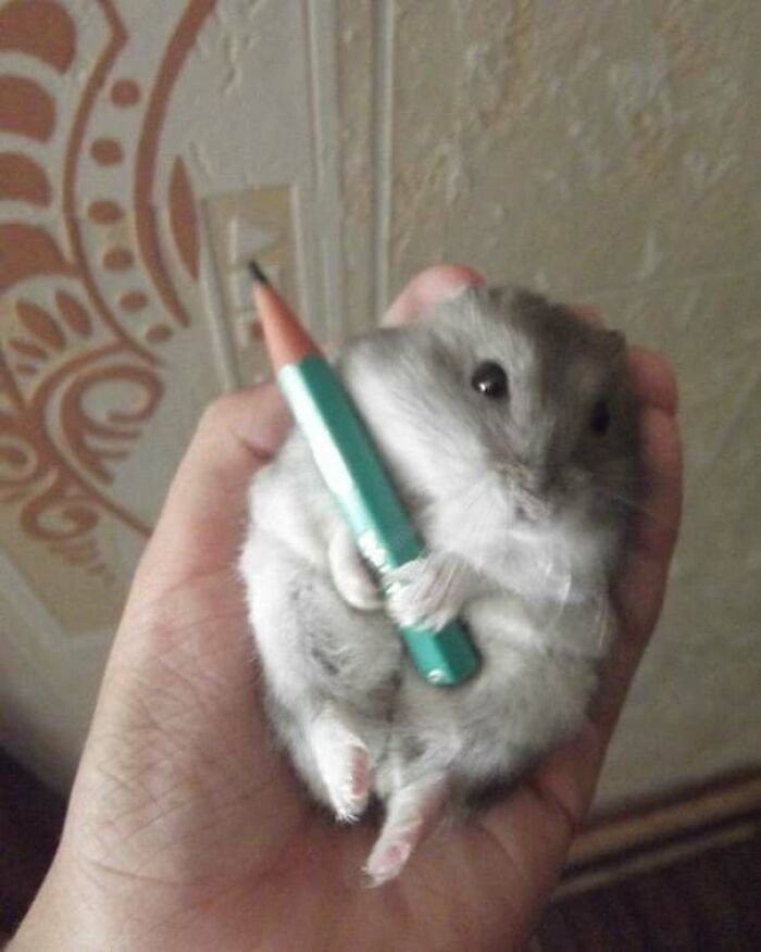 Hamster With A Pencil