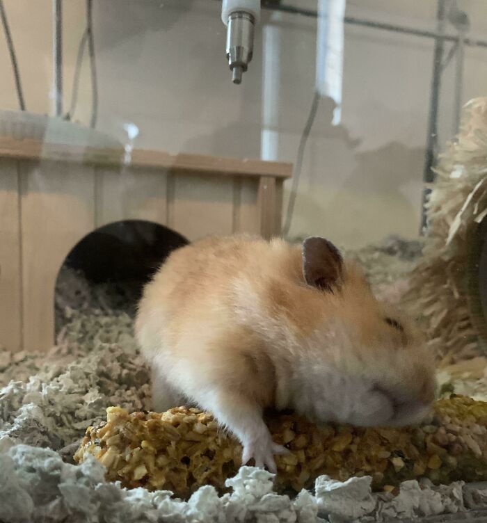 Brown hamster sleeping on grain stick