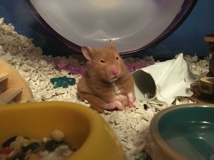 Brown hamster sitting and looking