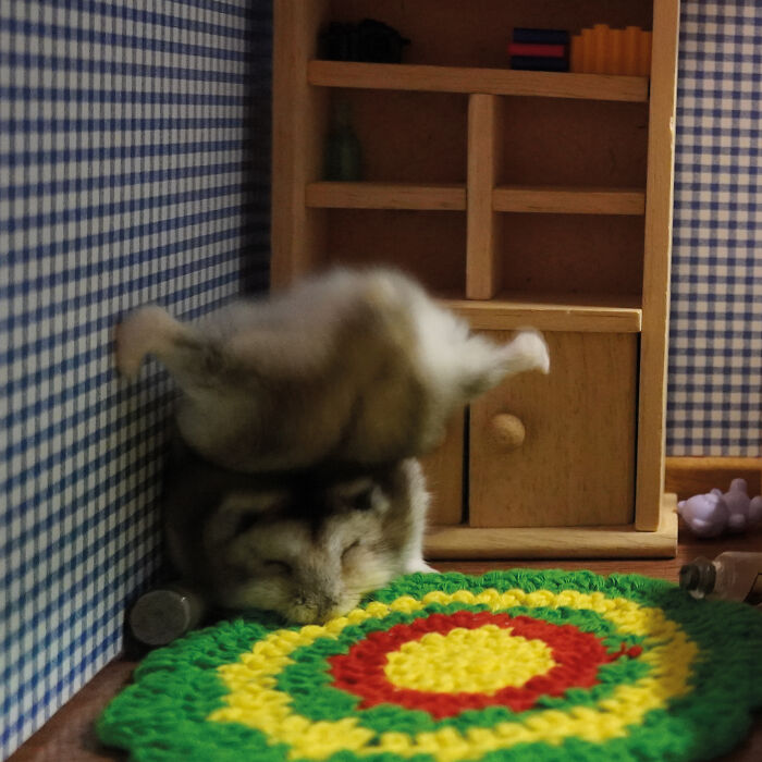 Dark hamster lying on his head and sleeping