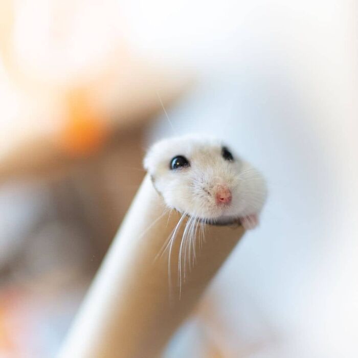 white hamster in toilet roll