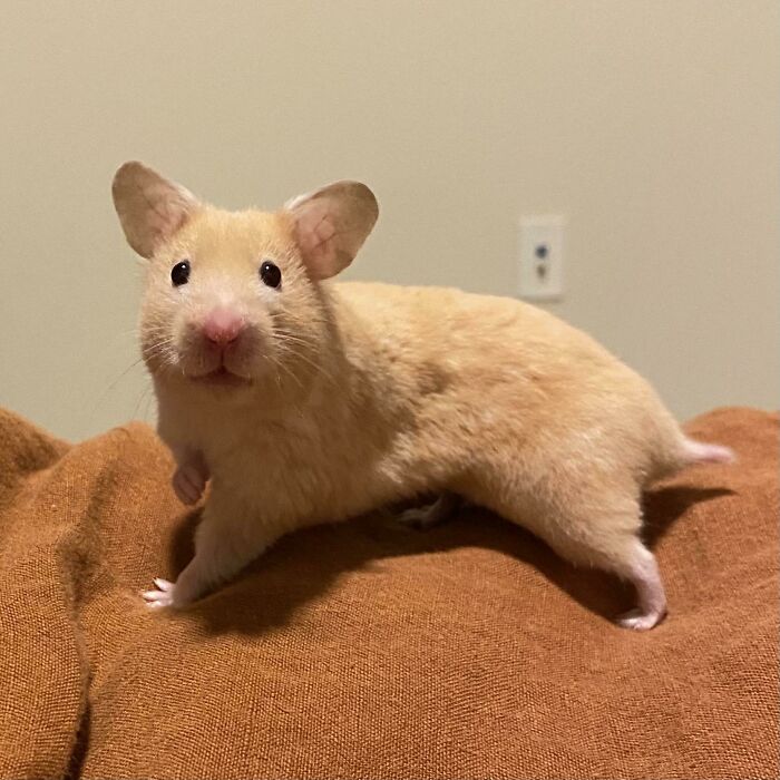 The Ears. The Delicate Paws. The Snub Tail. The Bubblegum Nose