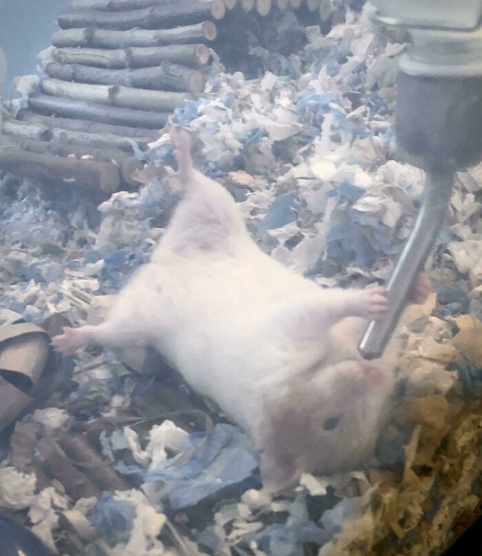 Brown hamster lying on the ground and drinking