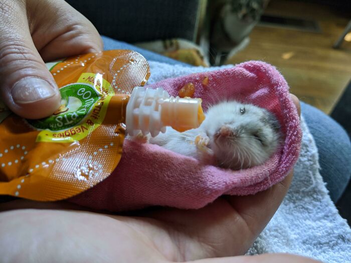 She's 90 In Hamster Years. She Hasn't Been Moving Much, So I've Been Bottle Feeding Her Along With Her Water Bottle. She Loves Baby Food