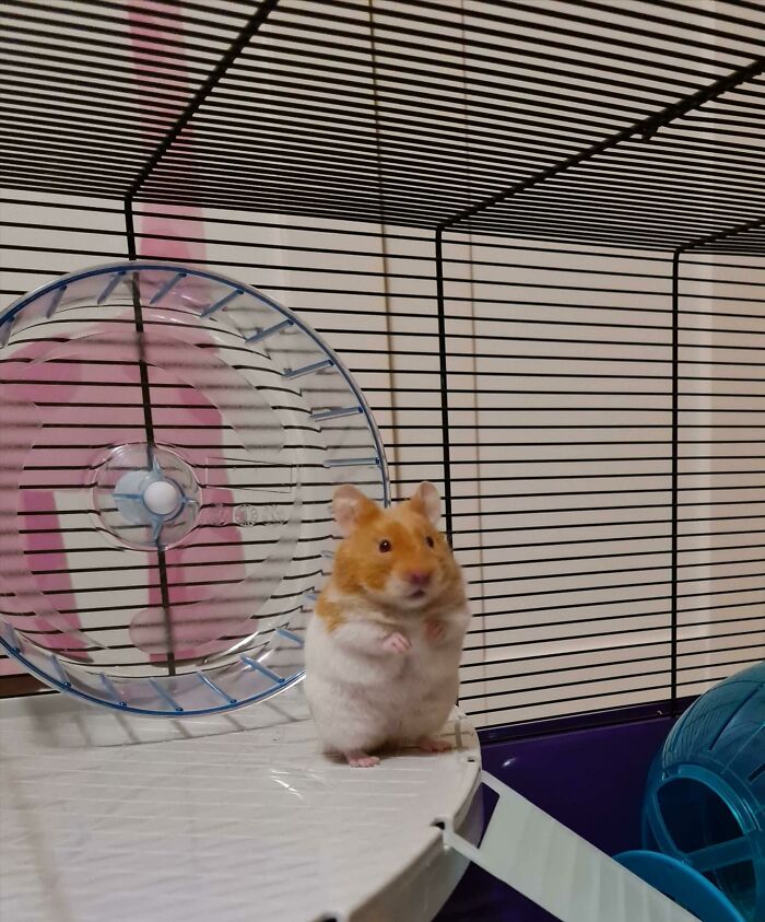 My Daughters New Hamster Noodles, Looks Like Hes Got Some Serious Stories To Tell
