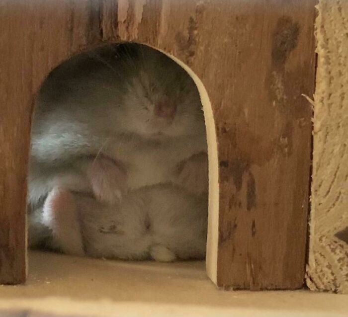 Hamsters Who Sit Like This Have A 100% Chance Of Stealing Your Girl