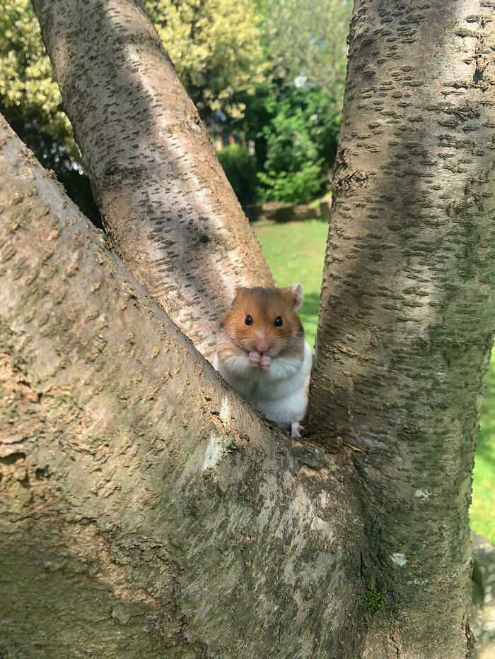 Rhubarb In A Tree