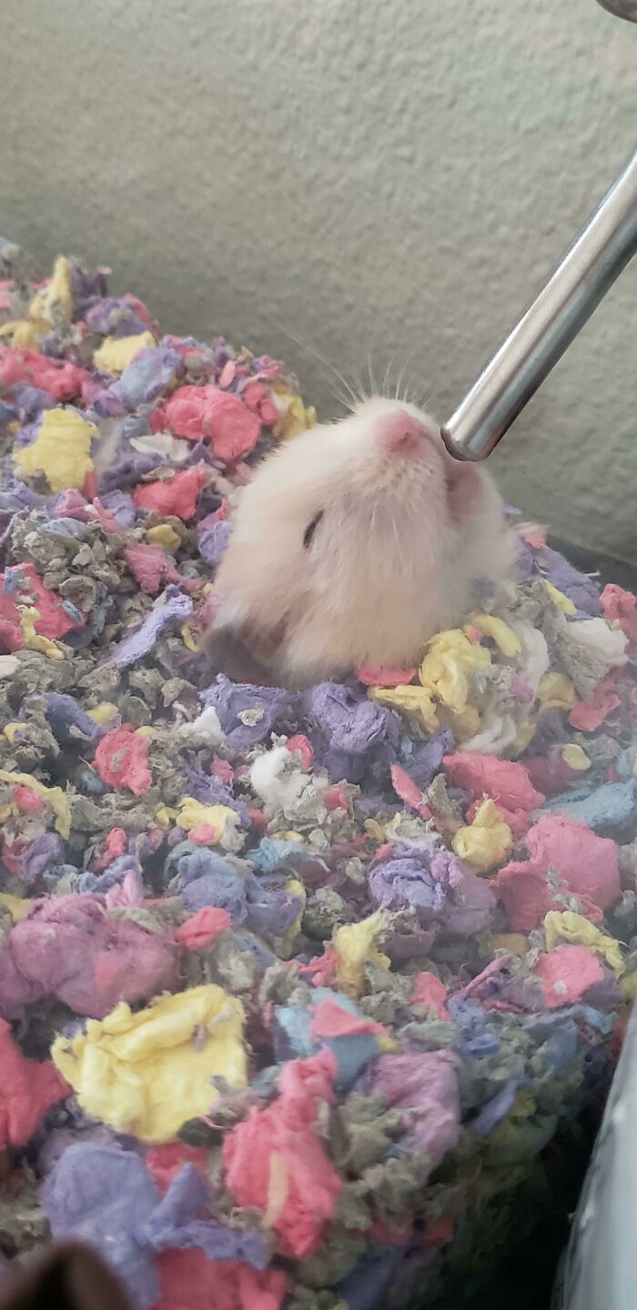 Tofu Learned That She Doesn't Have To Get Out Of Bed To Get A Drink