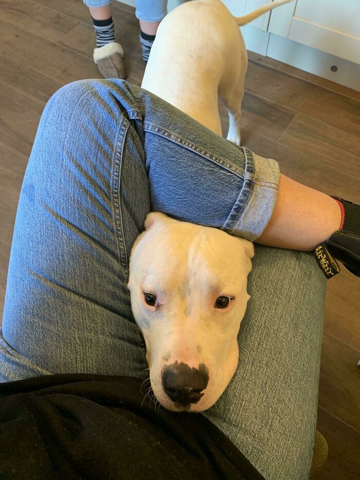 Newly Adopted Big Boy Doesn’t Know What Personal Space Is