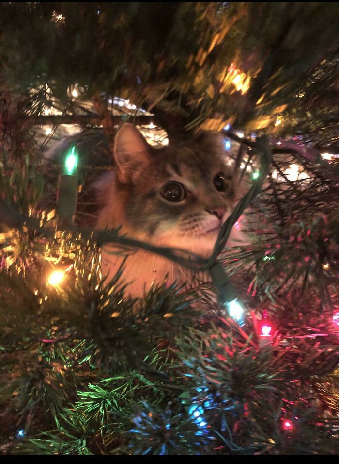 Just Adopted A Kitty… I Think He Likes Christmas!