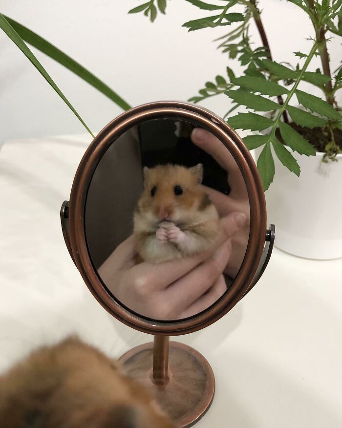 Magic Mirror On The Wall, Who Is The Cutest One Of All