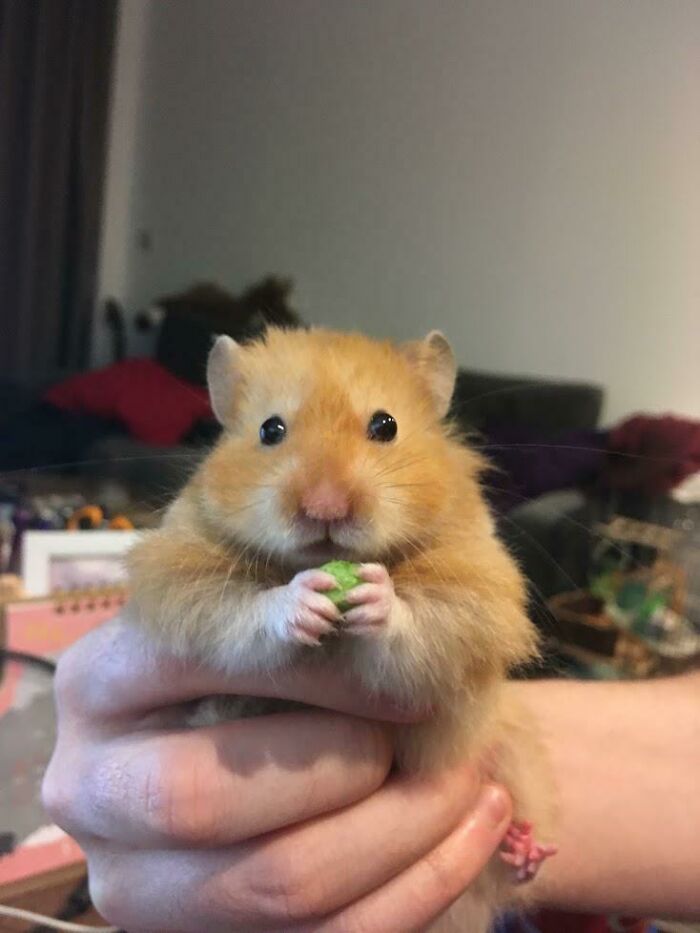 Munching A Pea