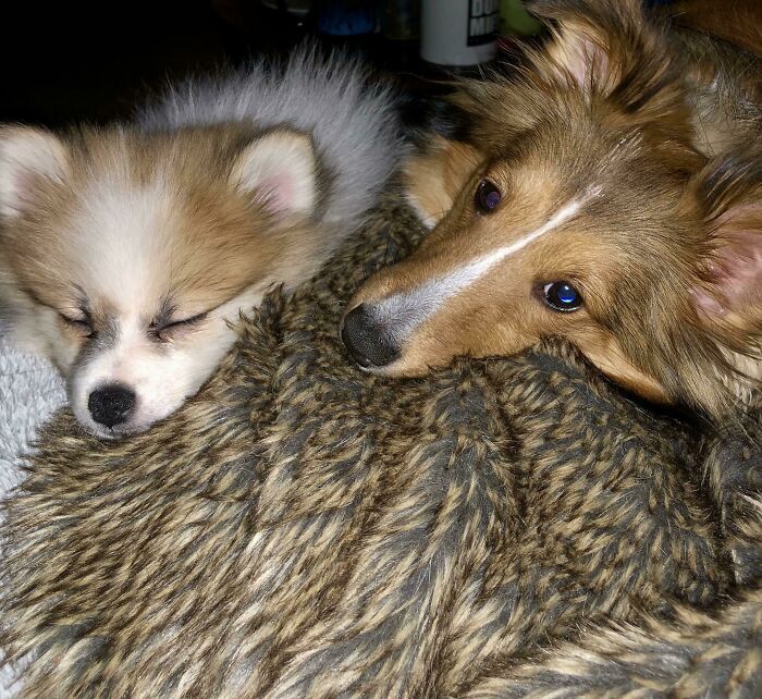 Just Adopted This Sweet Pomeranian (Her Name Is Elsa). She Is Getting Along So Well With Her Sheltie (Fiona) Sister!