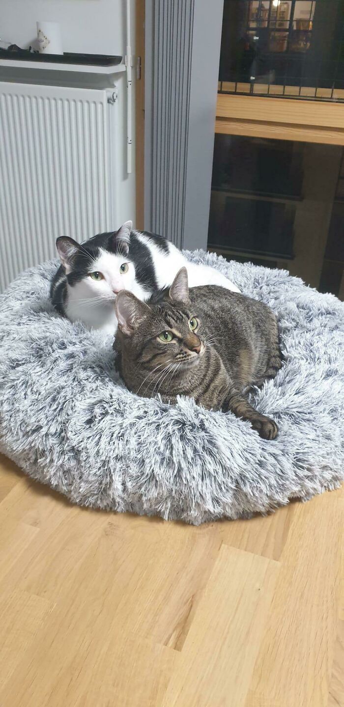 Two Cats Adopted On The Same Day, They Are Inseparable And Get Along Wonderfully, It Makes You Want To Kiss Them At Any Time!love Love Love