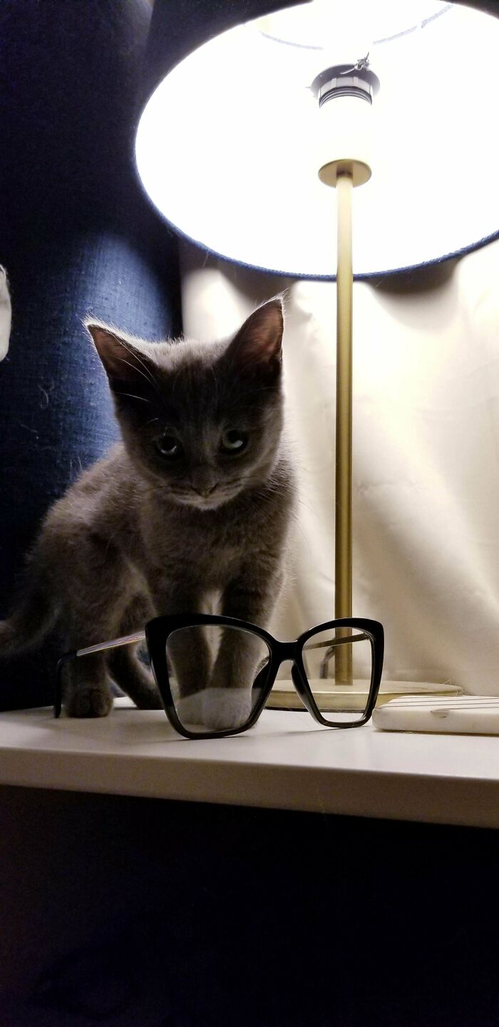 Meet Our Newest Family Member, Pickle. She's 11 Weeks Old. We Adopted Her From A Local Shelter 😻
