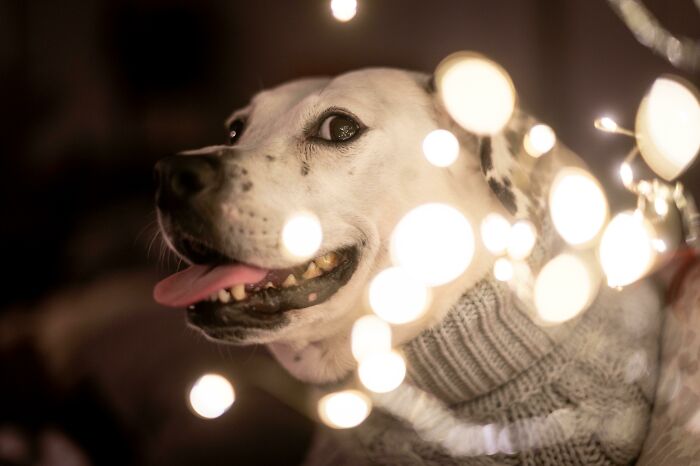 This Is Pippy, She's A 5.5 Year Old Good Girl That We Adopted From The Shelter Recently. Here She Is In Her Favorite Turtleneck Sweater Admiring Some Shiny Christmas Lights