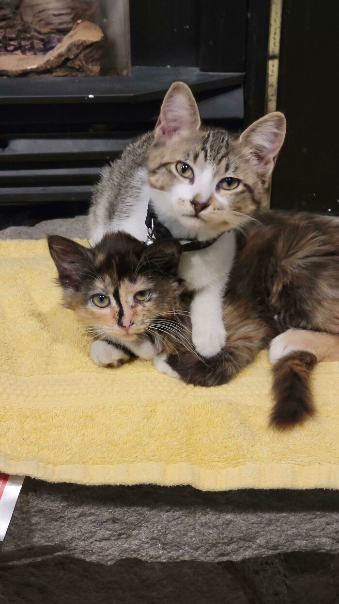Another Shot Of Luna & Mars, Pound Kitties Adopted This Weekend