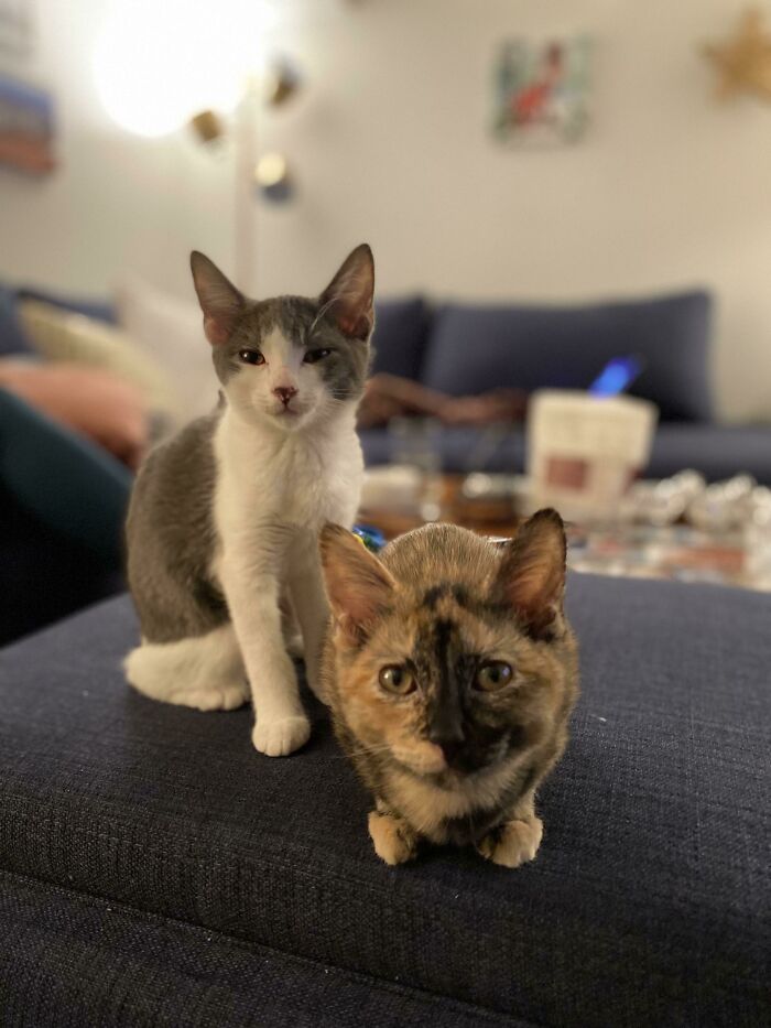 Help Us Name These Recently Adopted Kitten Sisters.