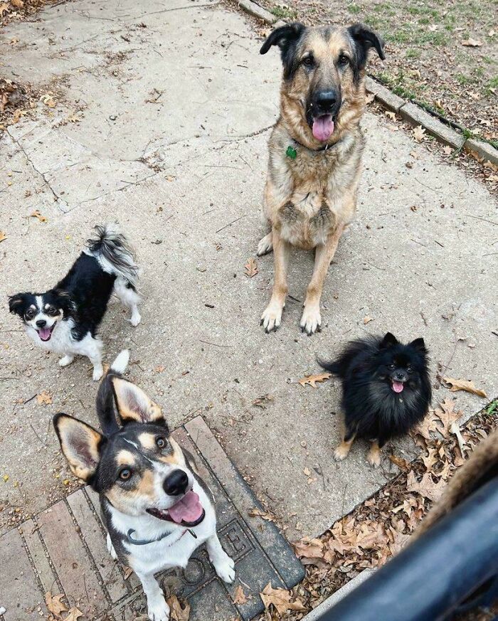 Mi equipo de perros rescatados esperando a que les lance la pelota 