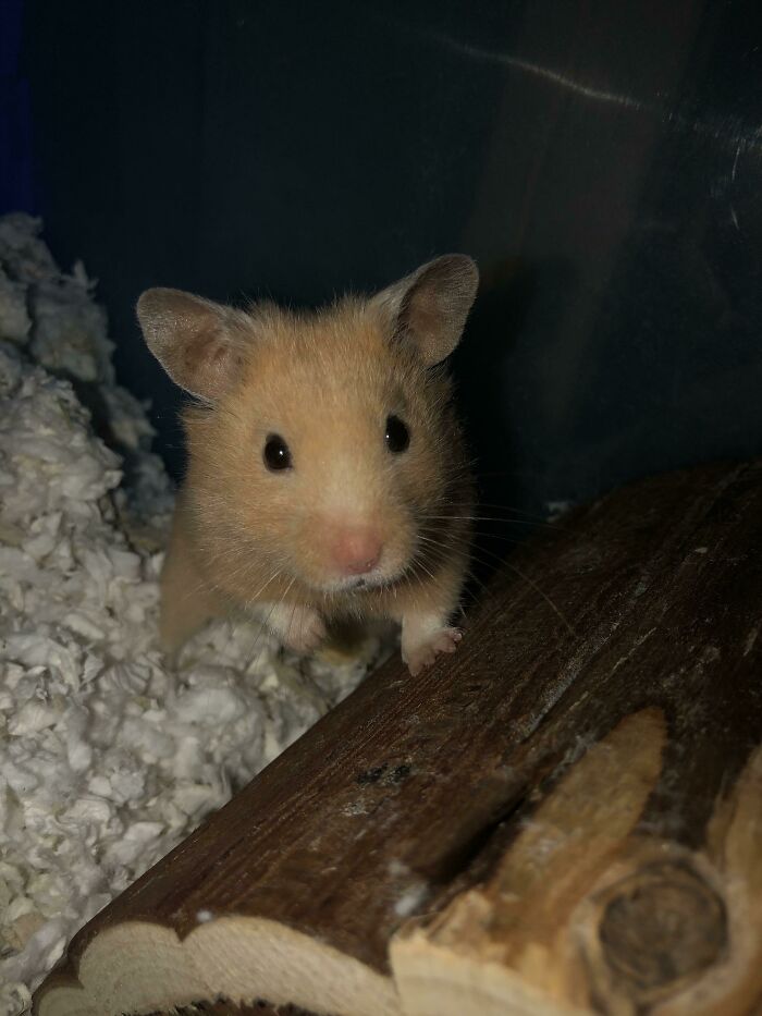 My New Rescue Hamster Cheddar