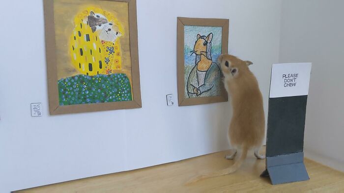 Brown hamster looking at portraits