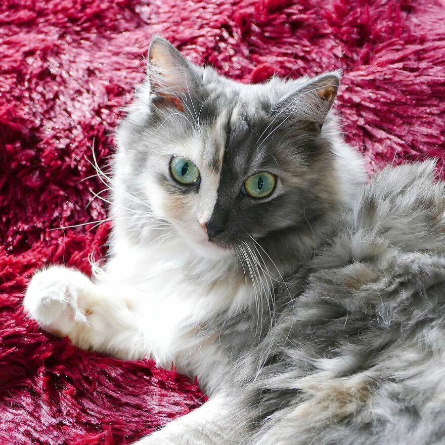 Meet Geri, The "Two-Faced" Cat That Has Chimerism
