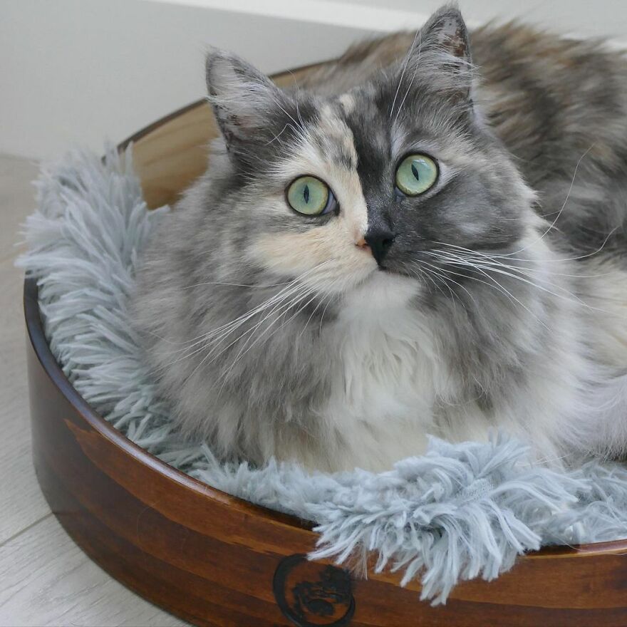 Meet Geri, The "Two-Faced" Cat That Has Chimerism