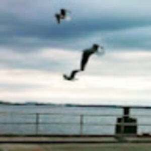 artemishowell avatar