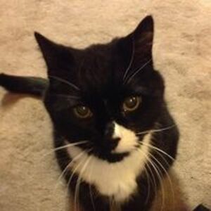 t_gillard-stapleton avatar