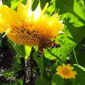 radiancenaturephotography avatar