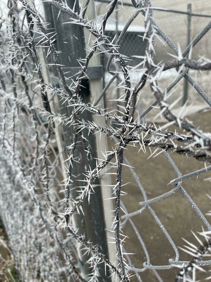 Este hielo puntiagudo que se formó en una valla junto a mi casa
