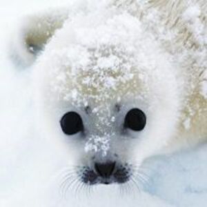 dishman_kippy9 avatar