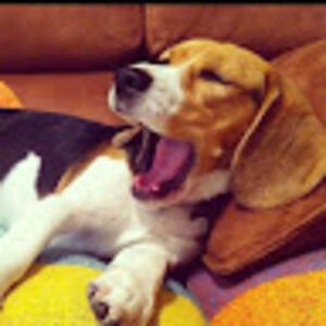 aayushimuthye avatar