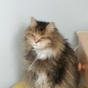 stellarchild88 avatar