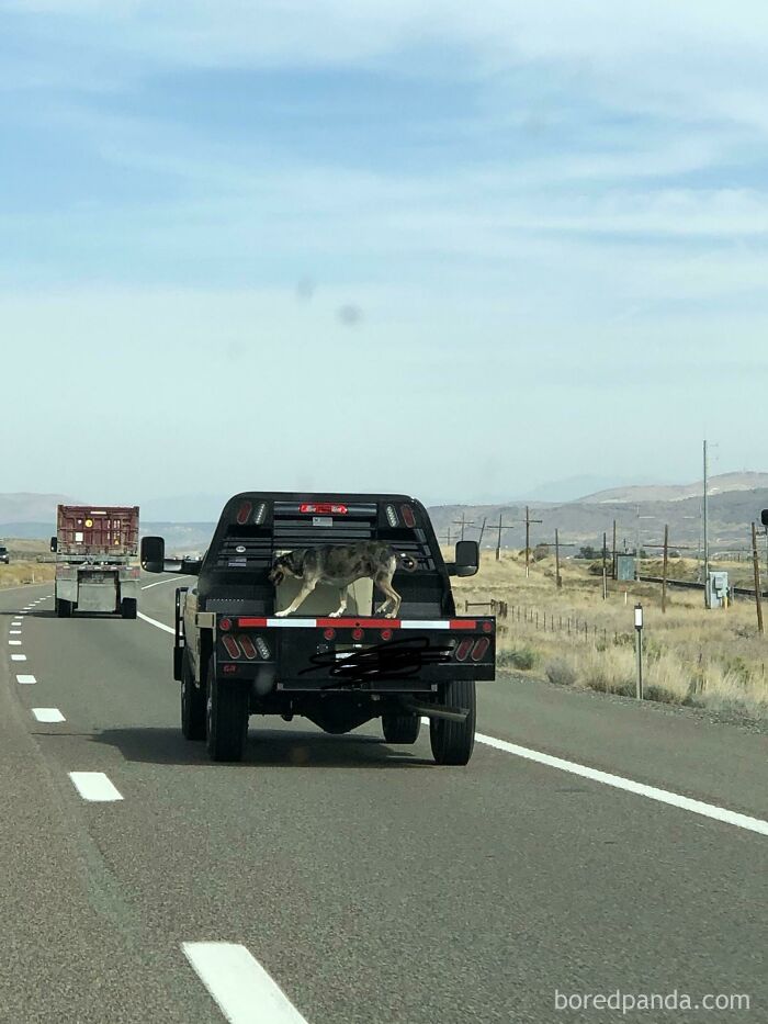 This Idiot Who Was Going Over 80mph With They’re Dog Not Secured To The Back Of The Truck. I Called The Nhp On Them. It Was Scared To Death. I Was Afraid I Was Going To See A Dog Smear On The Side Of I-80