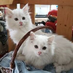 657672078747800 avatar