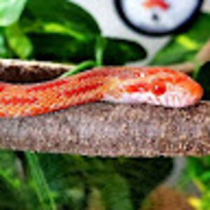 madelynequestrian avatar