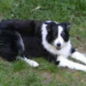 gingerelainefrodsham avatar