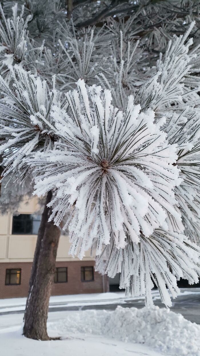 Niebla helada en estas agujas de pino esta mañana