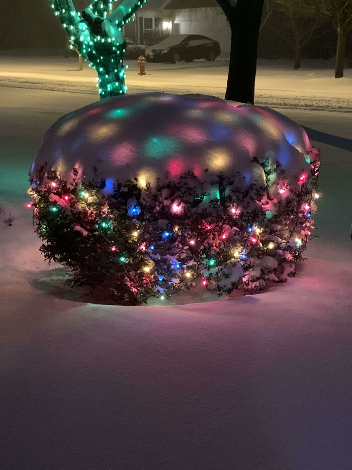 This Christmas Bush Under A Smooth Blanket Of Snow