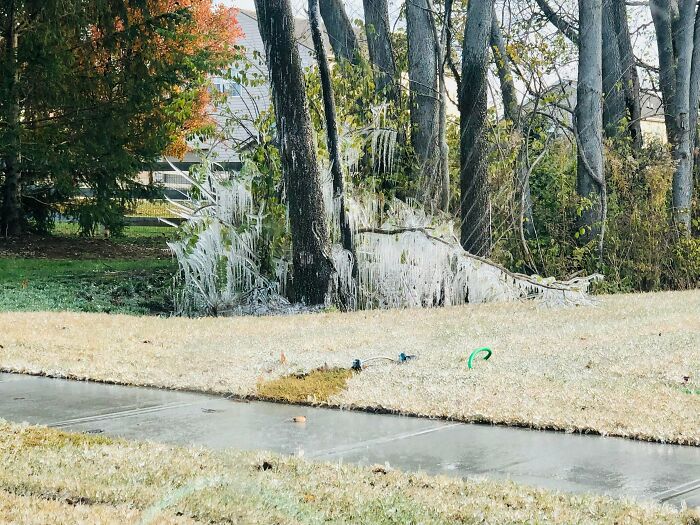 Neighbor Left Lawn Sprinkler On During A Freeze Leaving A Satisfying Ice Sculpture In The Front Yard, How Beautiful And Festive For The Holidays